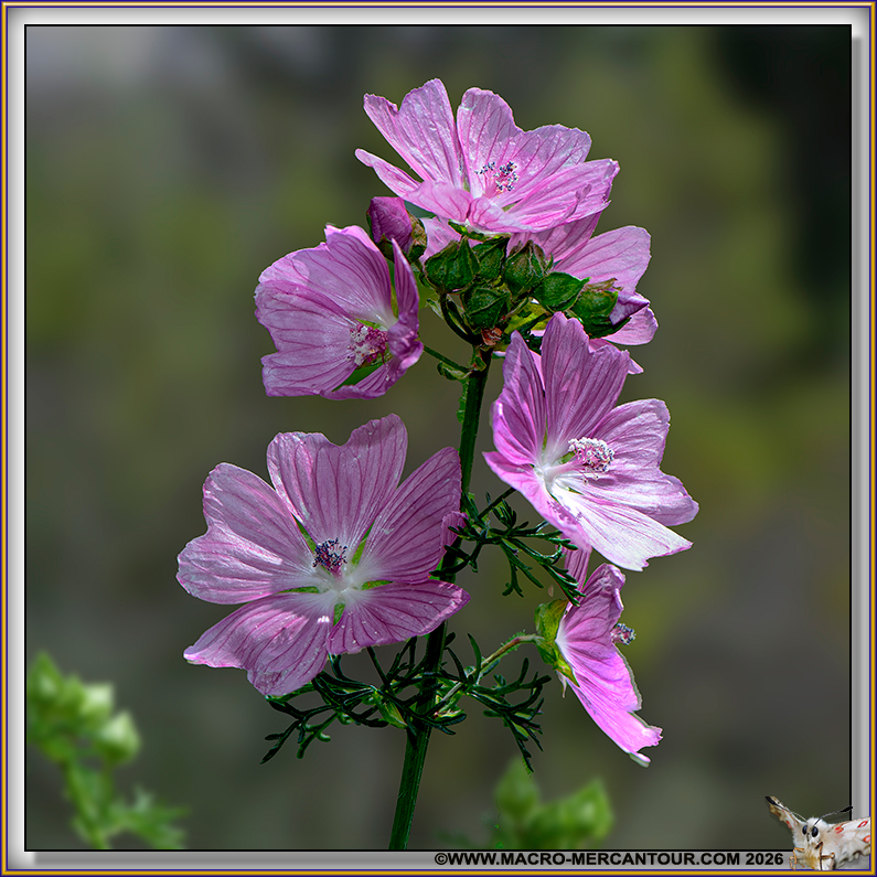 Mauve alc&eacute;e